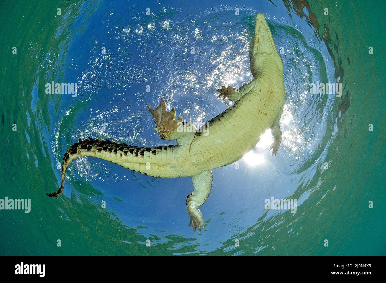 El cocodrilo de agua salada (Crocodylus porosus), el más grande de todos los reptiles vivos, Kimbe Bay, West New Britain, Papua Nueva Guinea Foto de stock