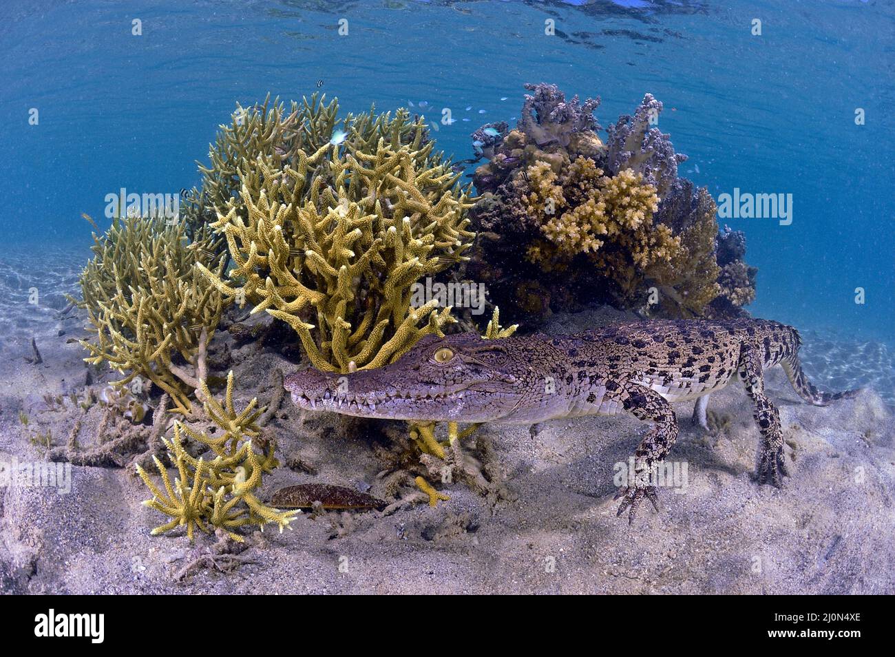 Salzwasserkrokodil (Crocodylus porosus) im Korallenriff, Kimbe Bay, West New Britain, Papua-Neuguinea | cocodrilo de agua salada (Crocodylus porosus) en un Foto de stock