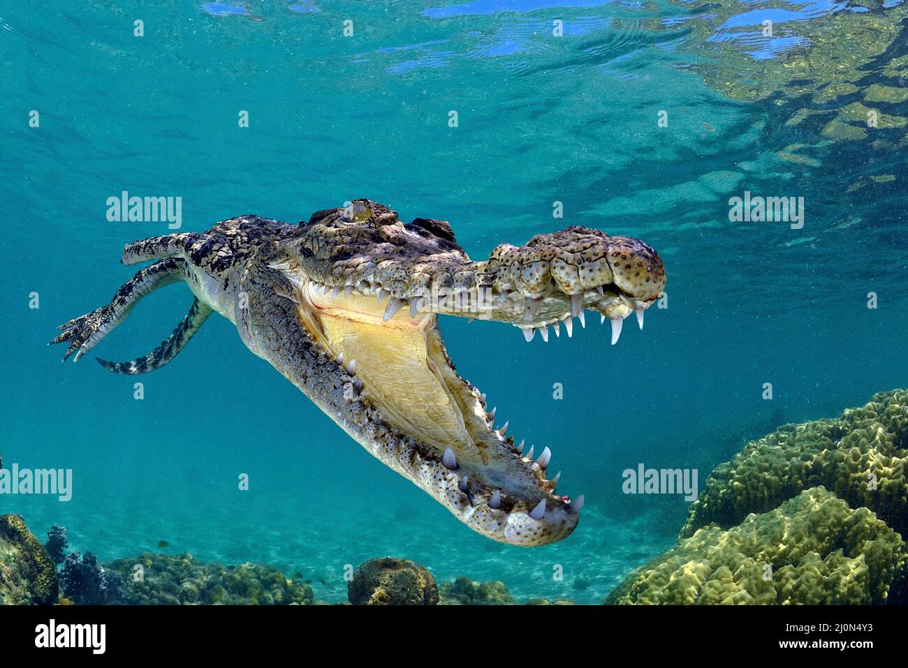 El cocodrilo de agua salada (Crocodylus porosus), el más grande de todos los  reptiles vivos, Kimbe Bay, West New Britain, Papua Nueva Guinea Fotografía  de stock - Alamy