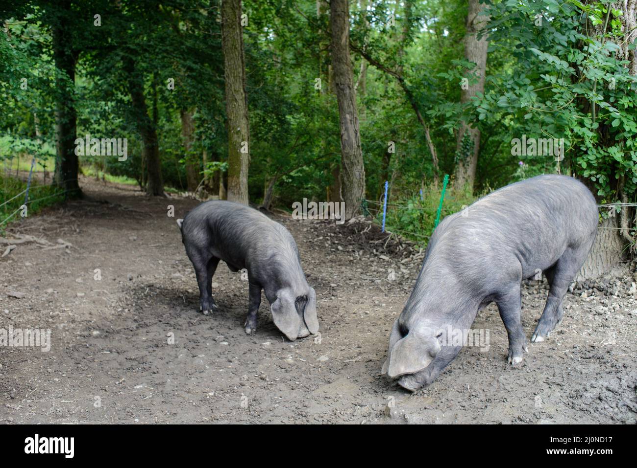 Reino Unido, Inglaterra, West Country, Devonshire. Gran Negro Británico de raza rara de cerdo con orejas de lop. El único cerdo negro de Gran Bretaña. Foto de stock