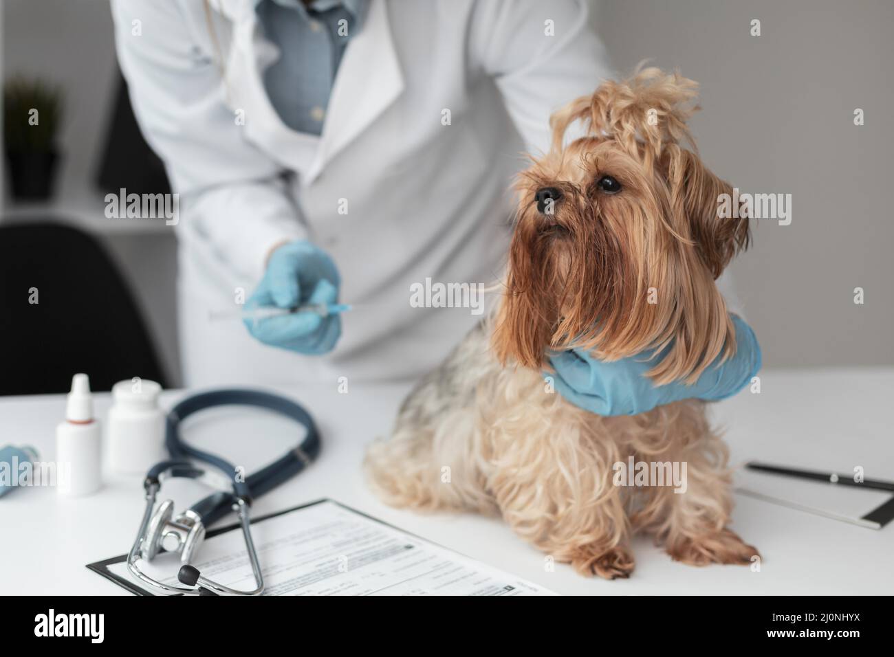 Veterinario comprobar la salud del cachorro. Alta calidad y resolución Hermoso concepto fotográfico Foto de stock