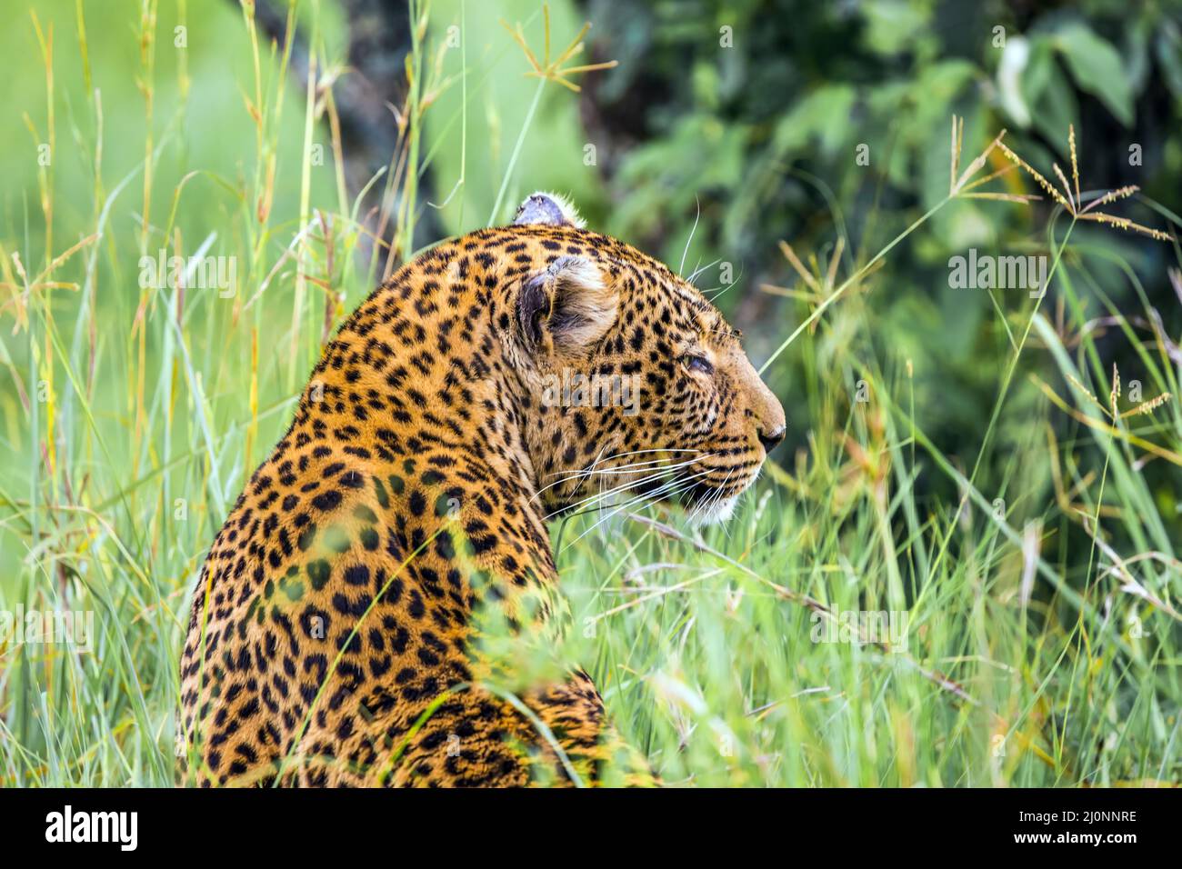Leopardo en la Reserva Masai Mara Foto de stock