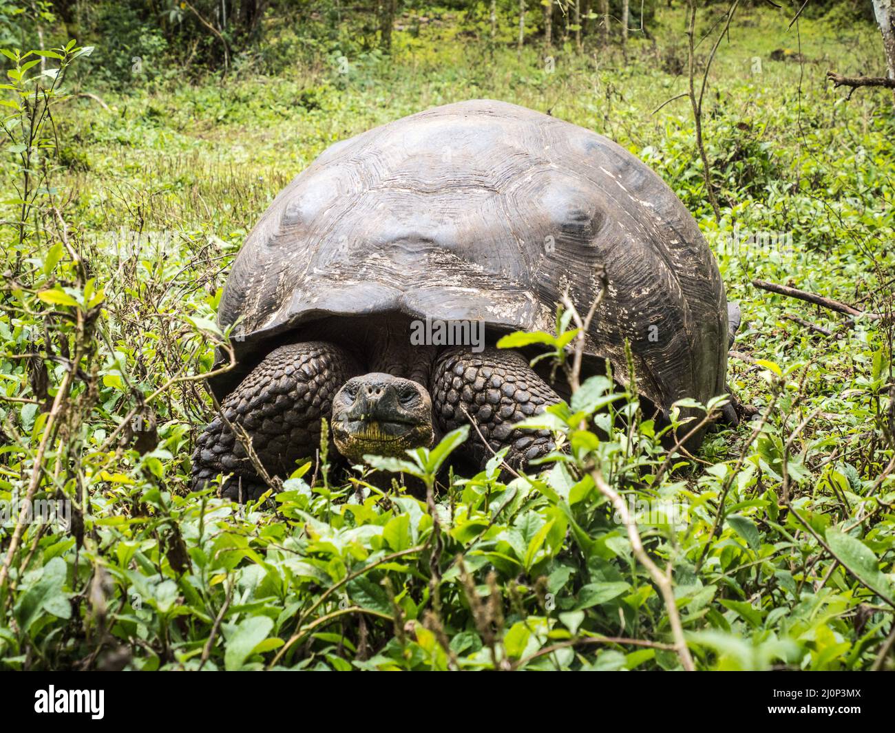 Tortuga Gigante Galápagos, Isla Santa Cruz, Galápagos, Ecuador Foto de stock