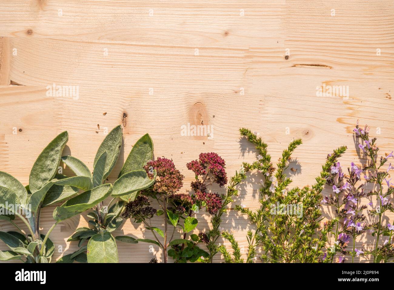 Hierbas de cocina y plantas medicinales sobre un fondo rústico de madera - espacio de copia Foto de stock