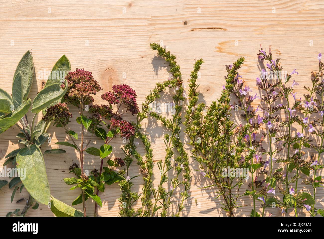 Hierbas medicinales y plantas medicinales - plantas aromáticas sobre un fondo de madera Foto de stock