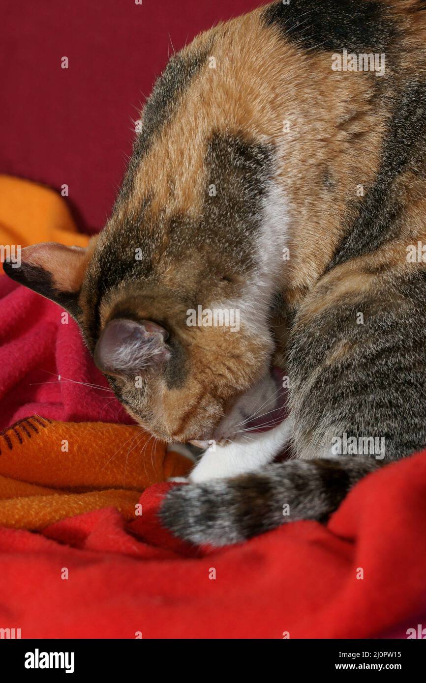 Gato Lamiendo Oreja De Gato Fotografías E Imágenes De Alta Resolución Alamy 