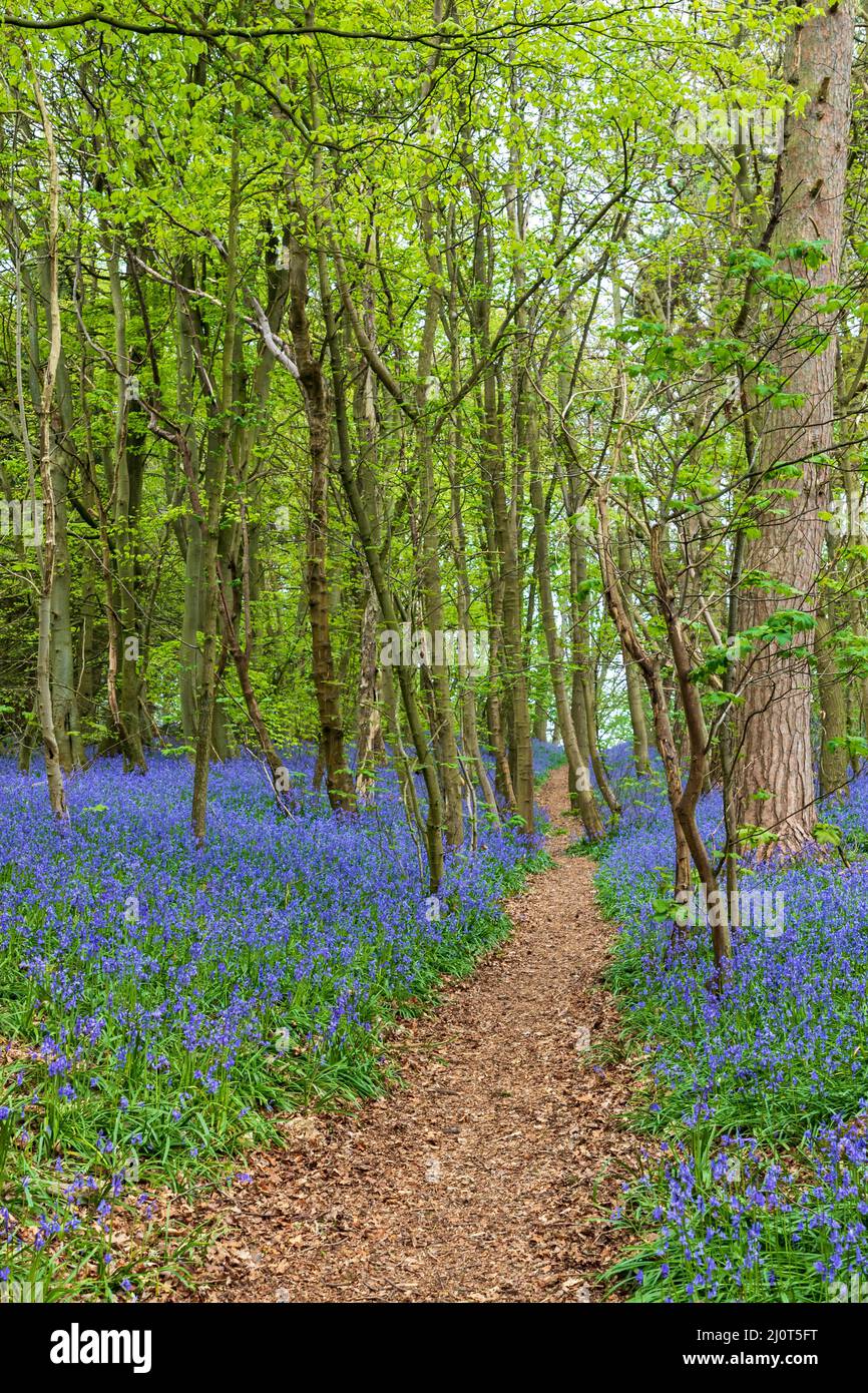 Primavera Bluebells en Woodland en Shropshire, Reino Unido Foto de stock