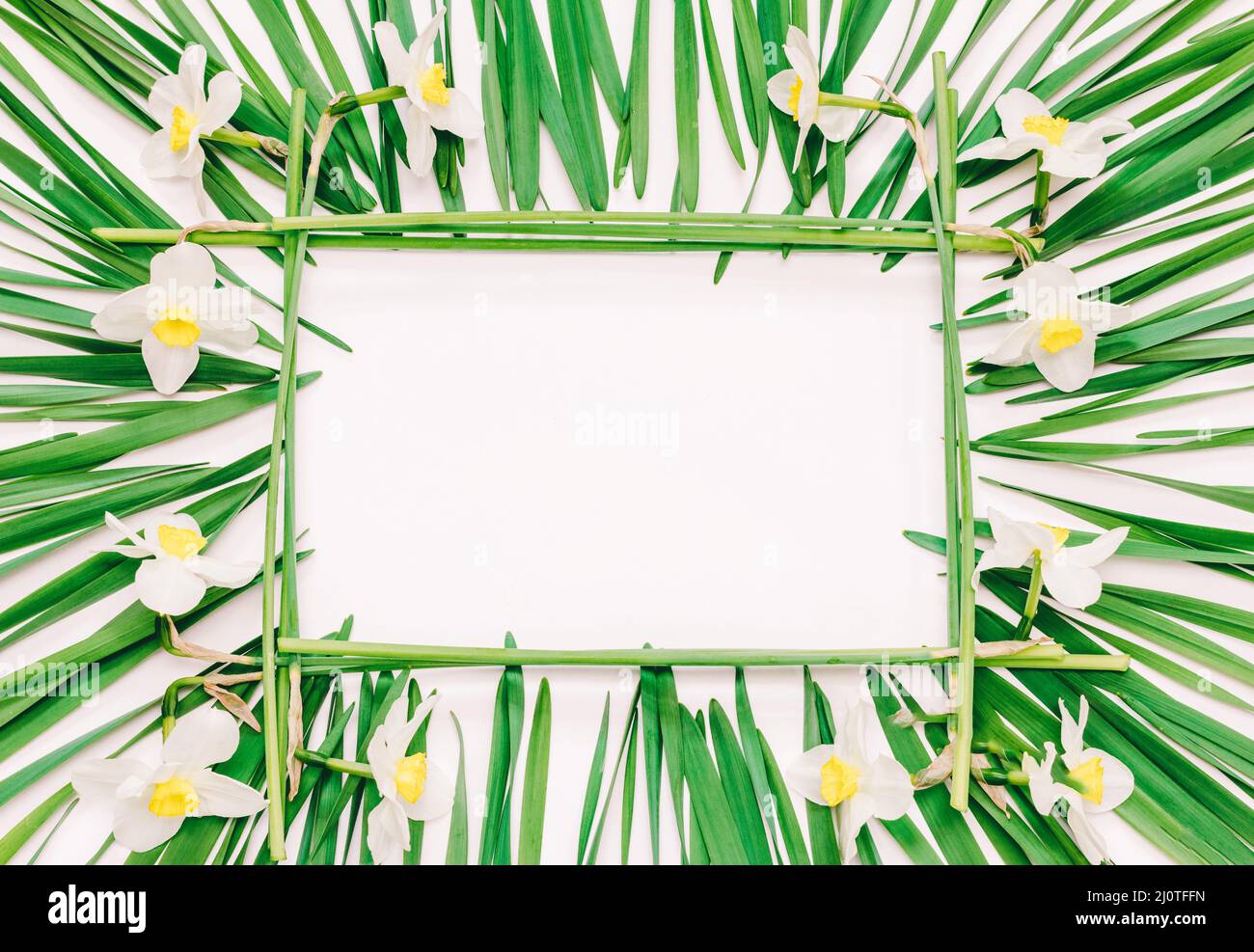 Bastidor rectangular floral de flores amarillas de narcisos y hojas verdes sobre fondo blanco con espacio para texto, vista superior Foto de stock