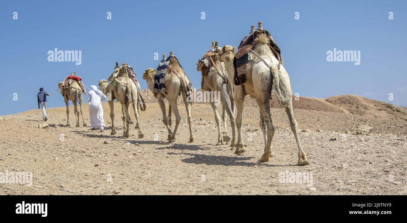 Caravana de camellos para turistas. Un safari beduino en camello en Dahab. Egipto. Foto de stock