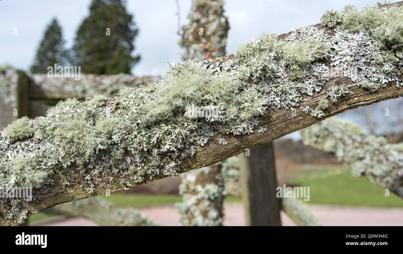 Las algas, líquenes y musgos a menudo forman crecimientos verdes o grises, polvorientos o musgos, crujientes en los tallos, ramas y troncos de árboles y arbustos (& madera). Foto de stock