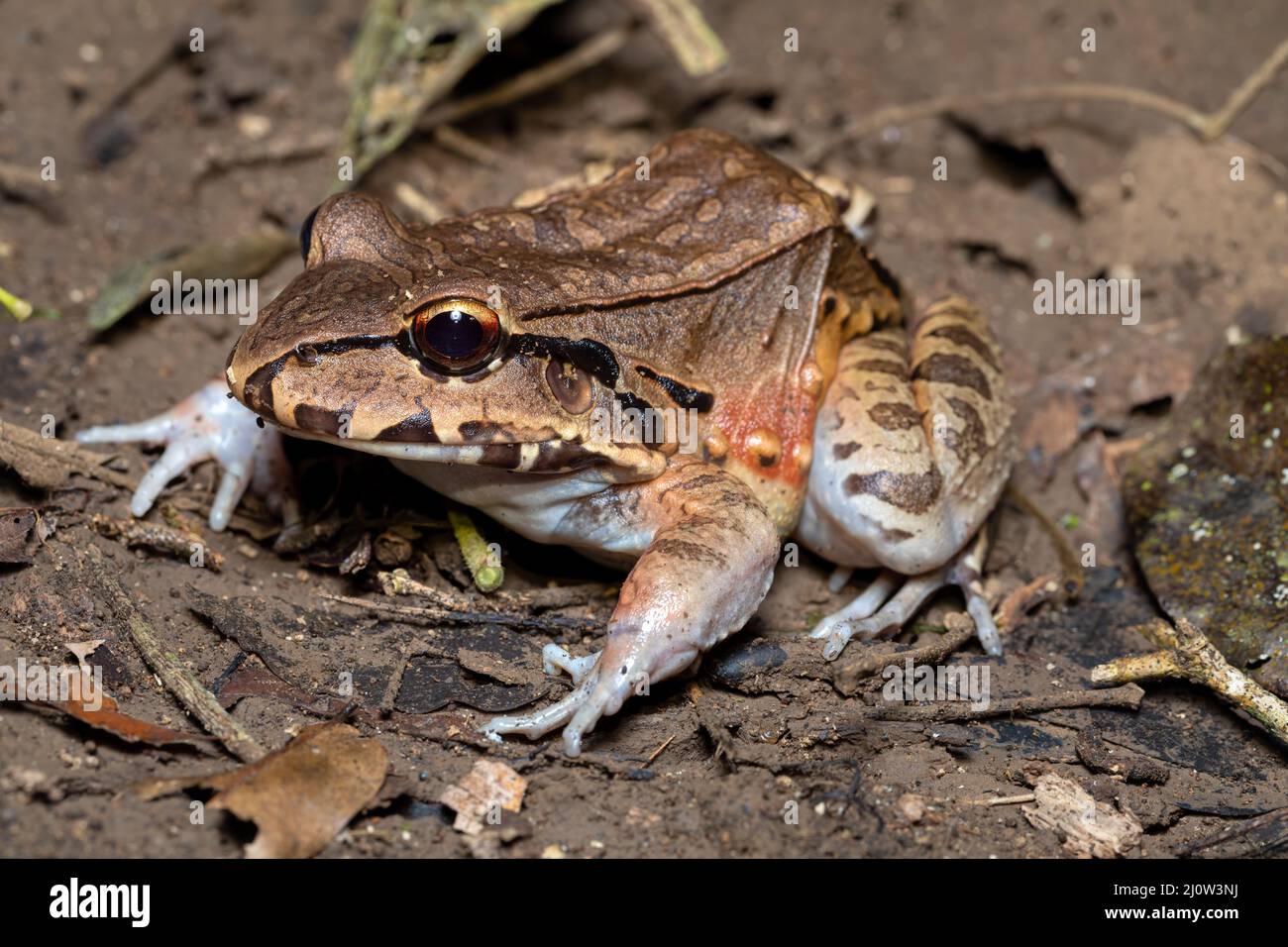 Savages ránidos finos (Leptodactylus savagei), Parque Nacional Carara, Tarcoles, Costa Rica. Foto de stock
