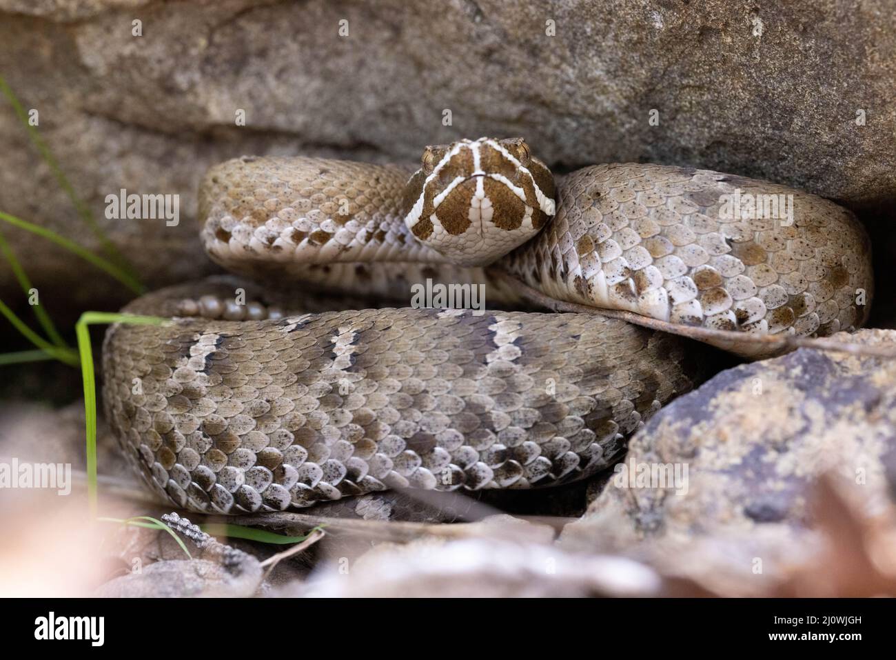 Rattlesnake de la sierra de Arizona, Montañas Huachuca, Arizona, Estados Unidos. Foto de stock