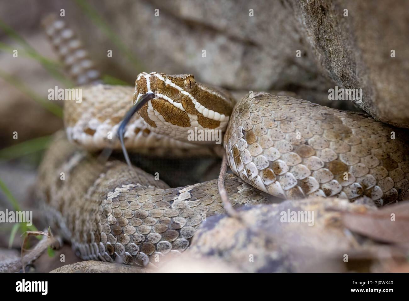 Rattlesnake de la sierra de Arizona, Montañas Huachuca, Arizona, Estados Unidos. Foto de stock