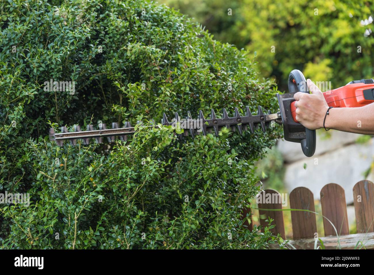 Jardinero con cortapatillas eléctrico corta madera de boxeo - diseño de jardín Foto de stock