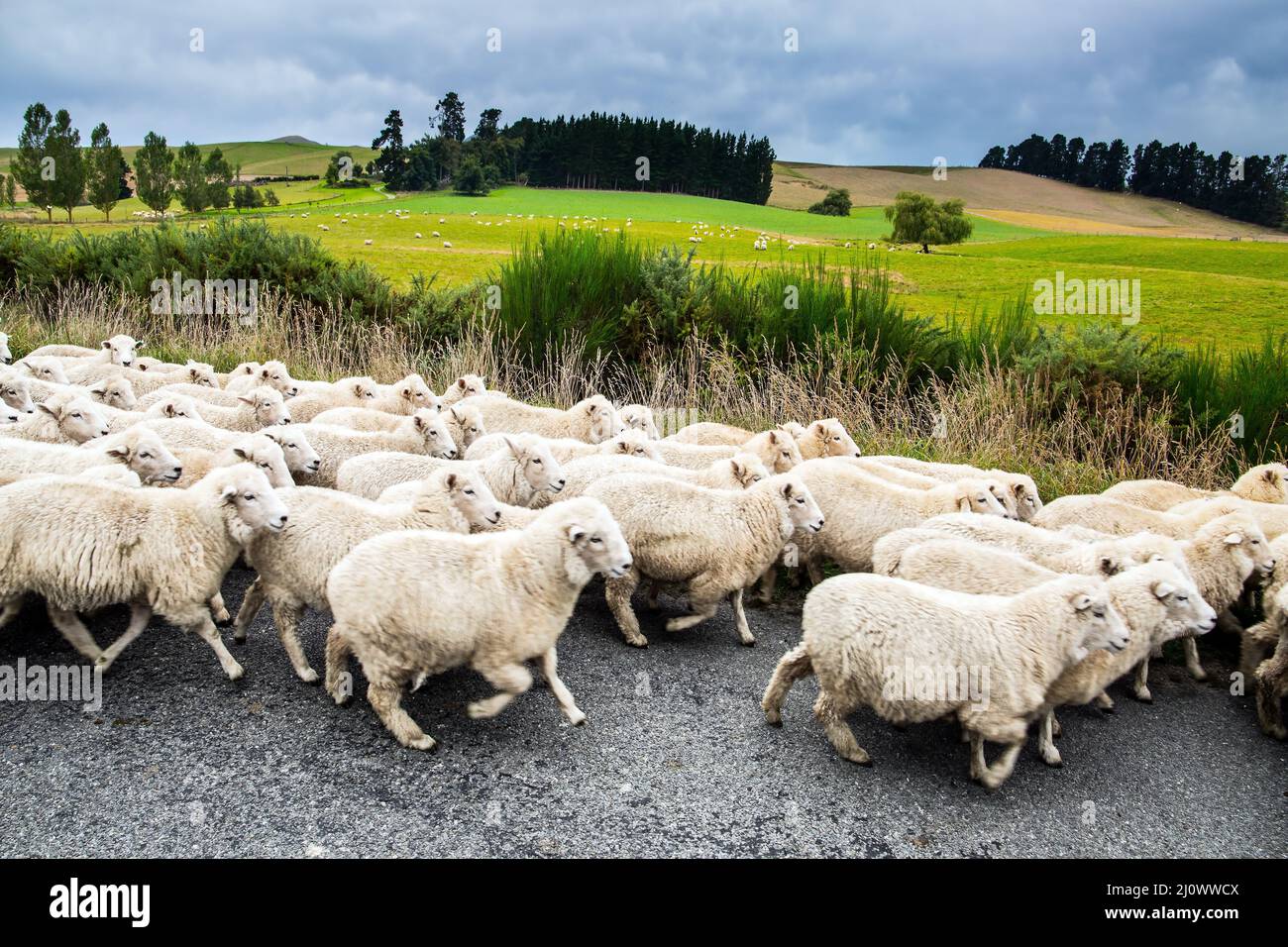 Una enorme bandada de ovejas cruza el camino Foto de stock