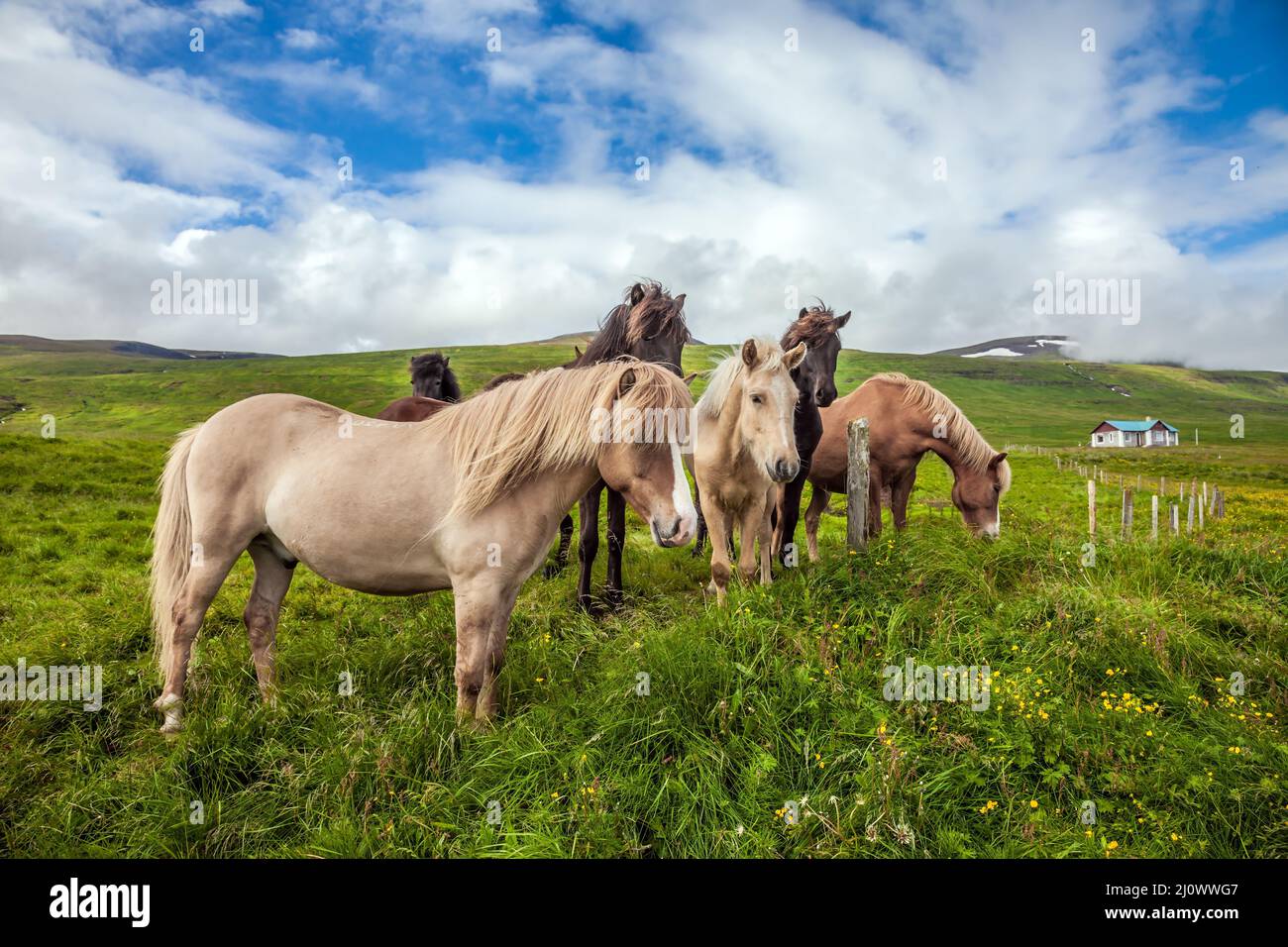 Los caballos pastan en la tundra islandesa Foto de stock
