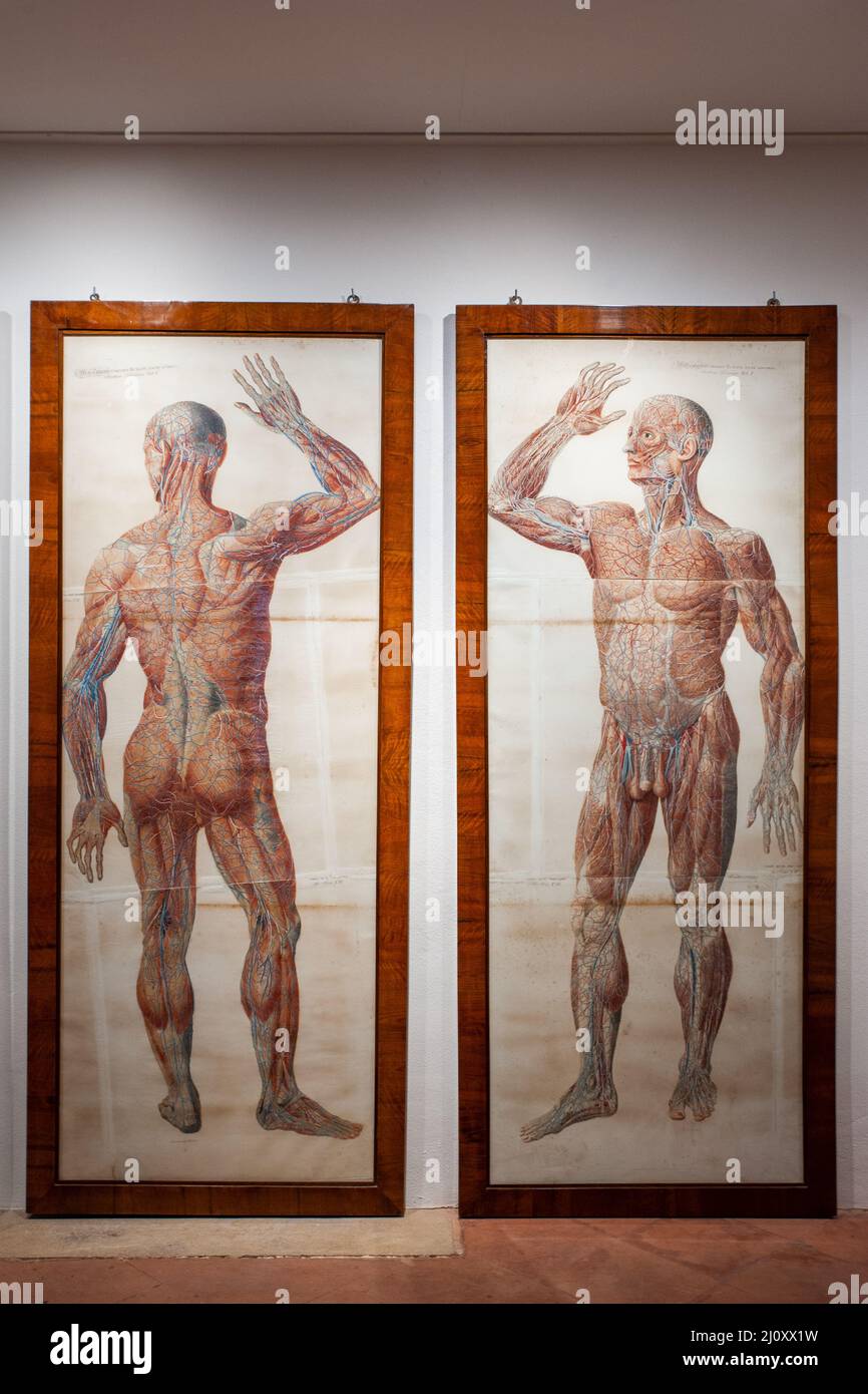 Siena, Italia - 2022, 10 de marzo: Dos tablas anatómicas en el Museo de Historia Natural “Accademia Fisiocritici”. Foto de stock