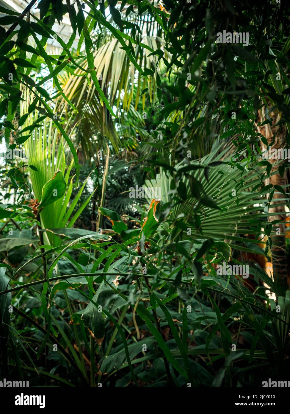 Hojas de plantas tropicales y exuberantes helechos verdes, palmeras y follaje en la selva. Tomado en los jardines botánicos de Ginebra, Suiza. Foto de stock