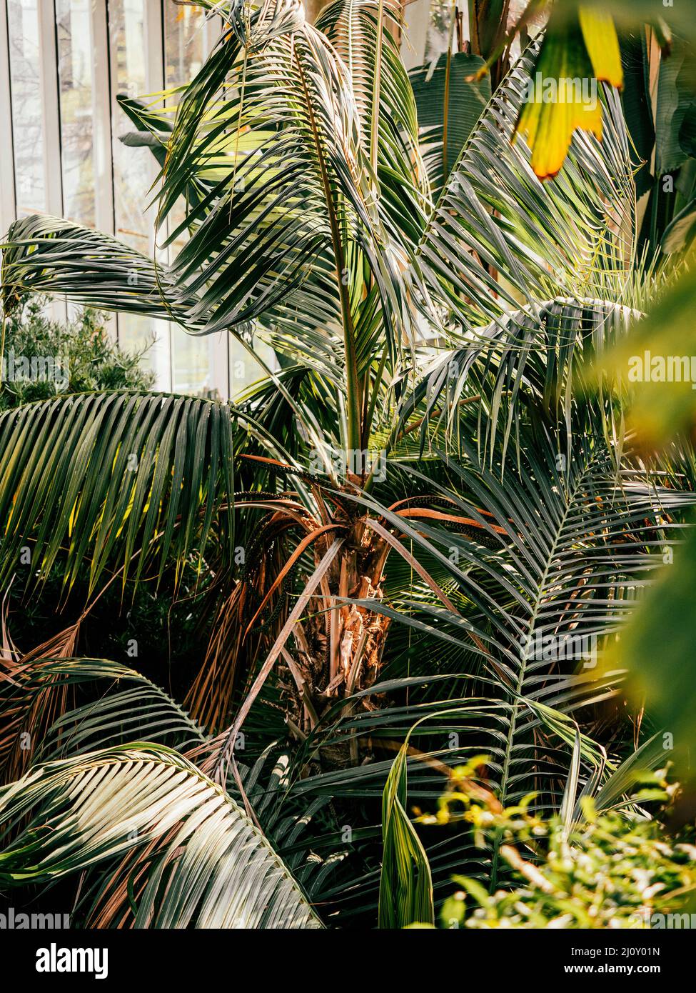 Hojas de plantas tropicales y exuberantes helechos verdes, palmeras y follaje en la selva. Tomado en los jardines botánicos de Ginebra, Suiza. Foto de stock