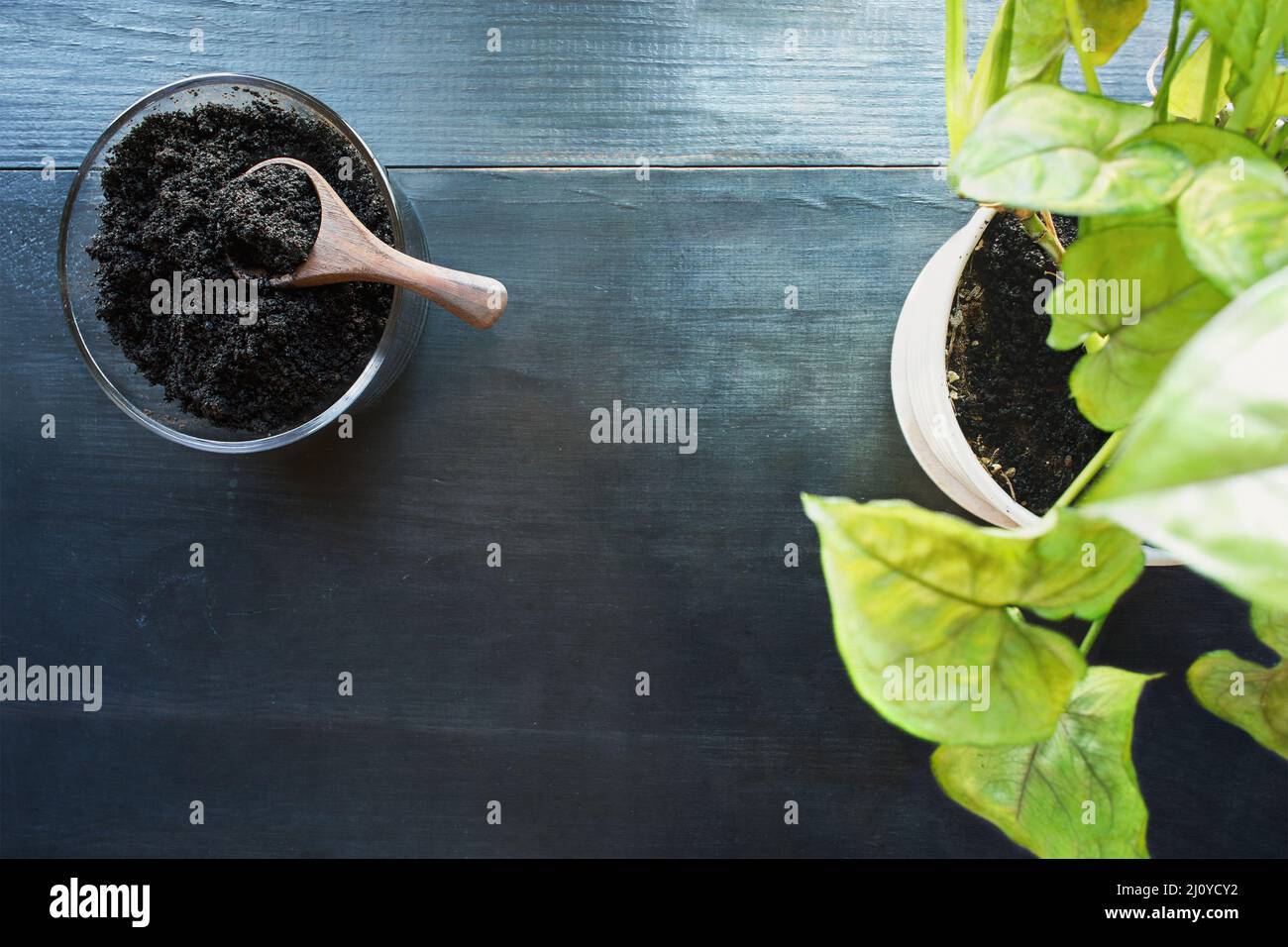 Resumen de la vista superior de los suelos de café gastado con planta de casa en macetas, Arrowhead Plant, Syngonium Podophyyum, sobre una mesa de madera rústica oscura. Foto de stock