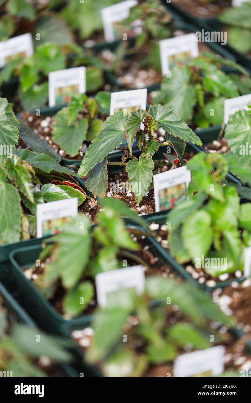 Resumen de las plántulas de Begonia tuberosas que crecen en una planta de vivero. Profundidad de campo poco profunda con enfoque selectivo en la planta central. Foto de stock