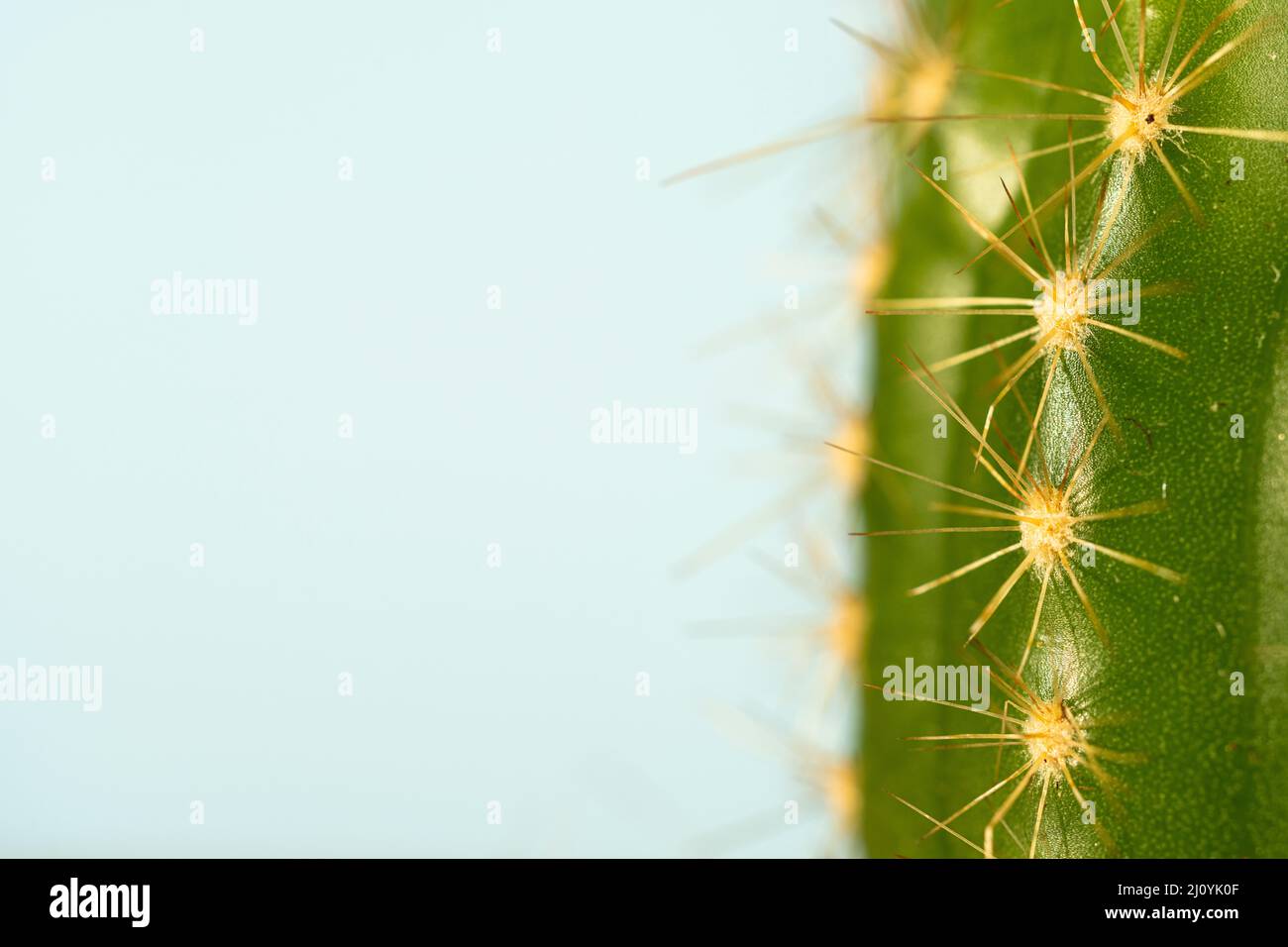 detalle de una planta suculenta Foto de stock