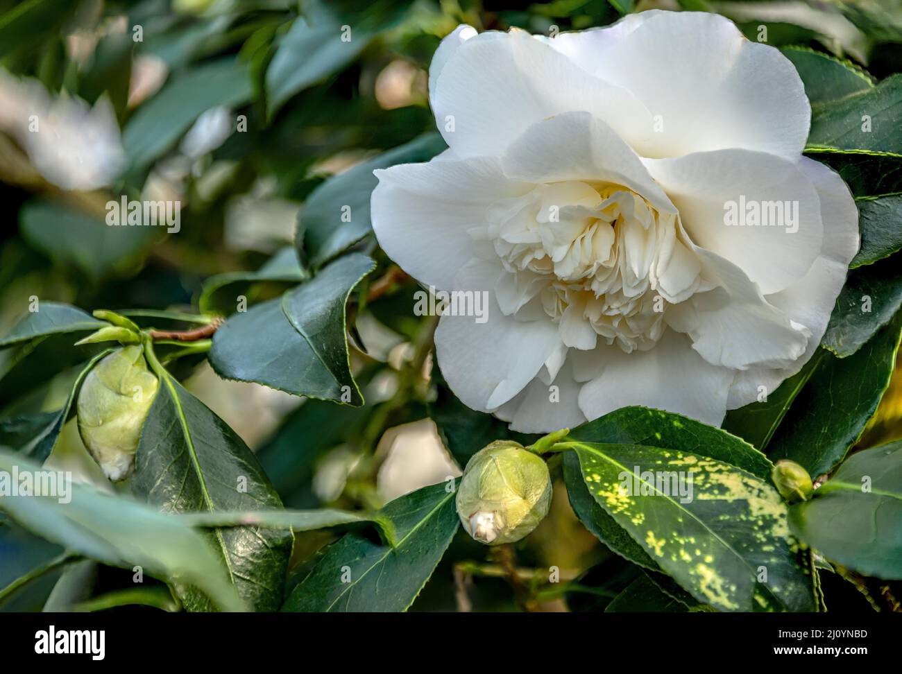 Primer plano de las flores blancas de Camellia Japonica ‚elegans Alba en Landschloss Zuschendorf, Sajonia, Alemania Foto de stock