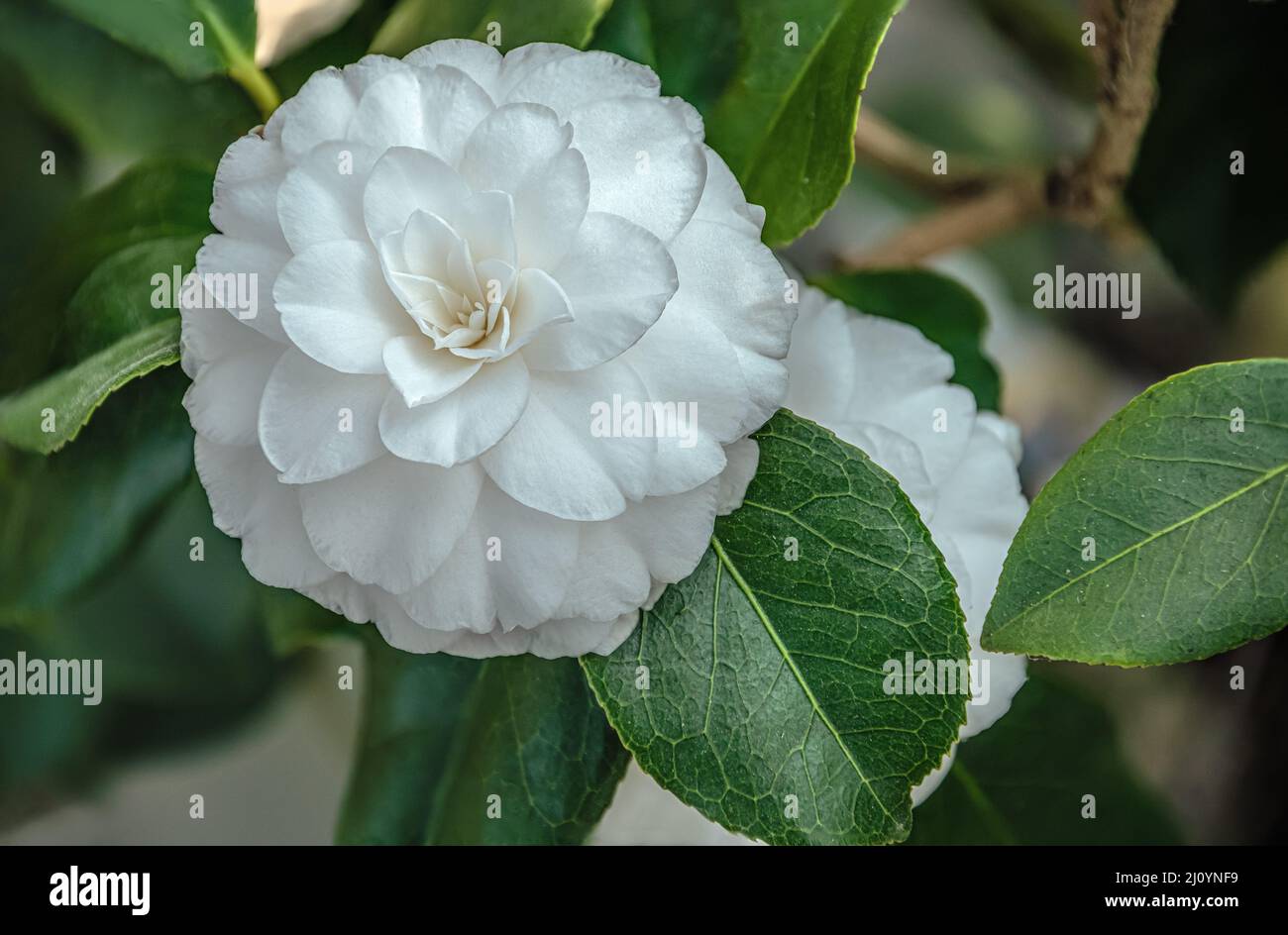 Primer plano de las flores blancas de Camellia Japonica ‚Centifolia Alba en Landschloss Zuschendorf, Sajonia, Alemania Foto de stock