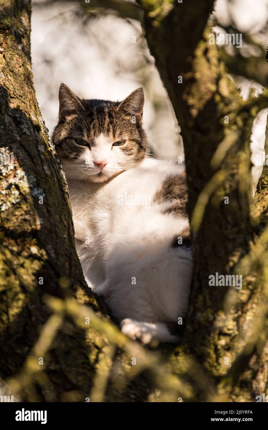 Gato disfruta del sol en el árbol - cerca del gato tabby Foto de stock