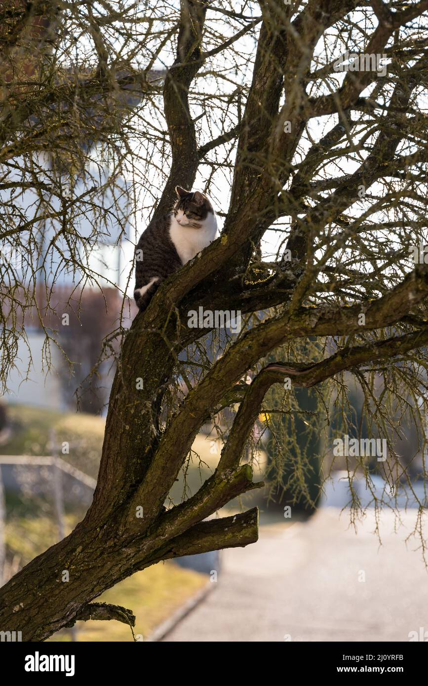 El gato se sienta con atención en el árbol - gato tabby Foto de stock