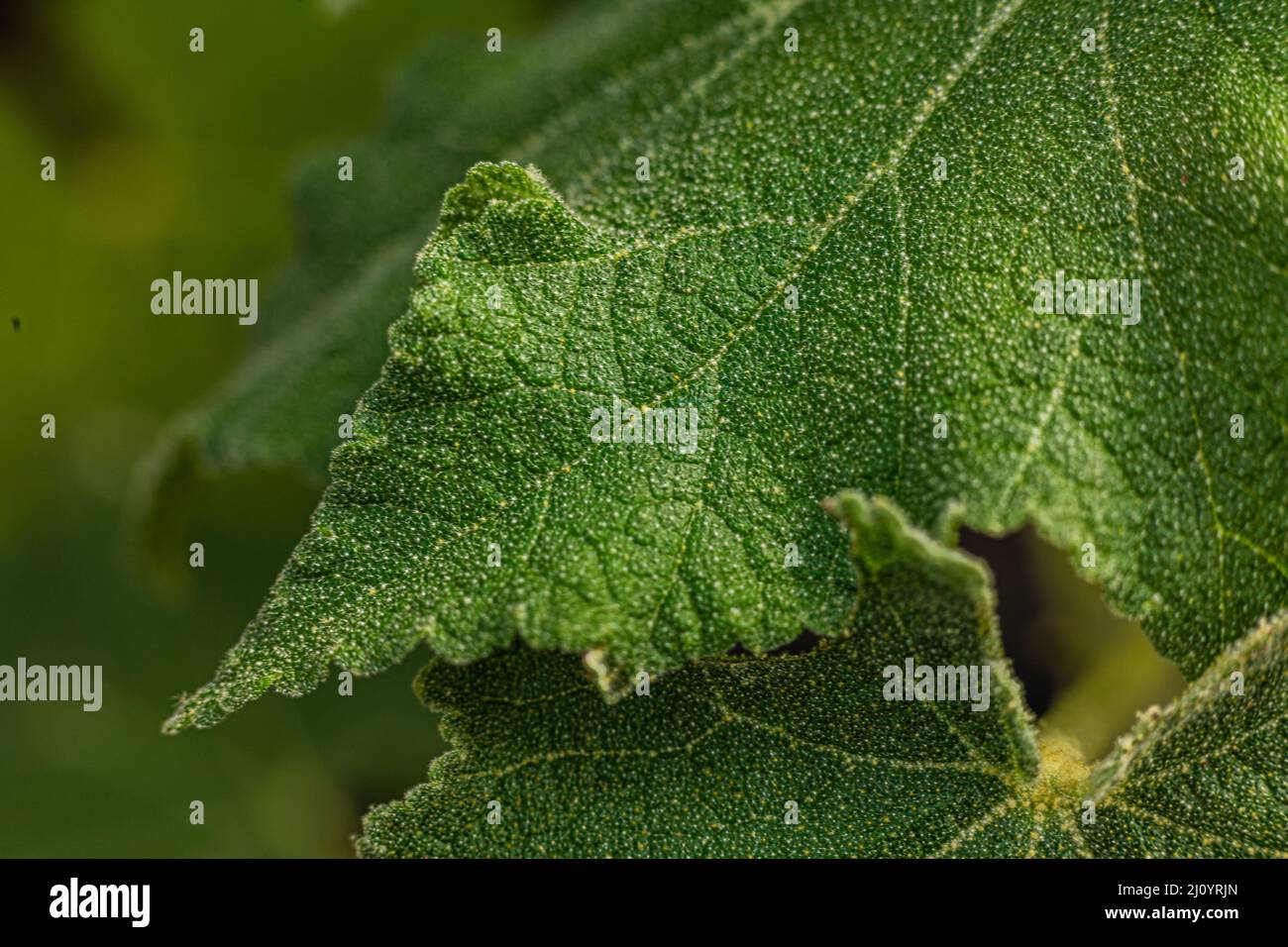 Autilon vitifolium, Foilage Mallow indio mostrando la textura de la hoja Foto de stock