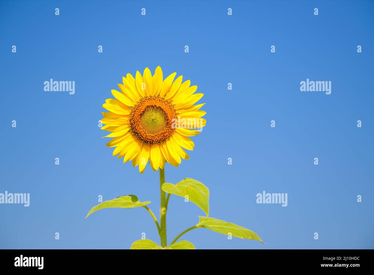 Aceite de semilla de girasol fotografías e imágenes de alta resolución -  Alamy