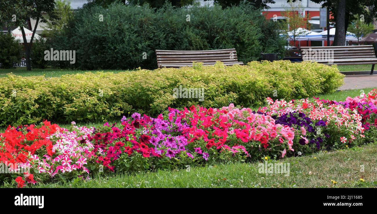 Una variedad de petunias en un florido en un parque de la ciudad. Flores en el lecho de flores. Foto de stock