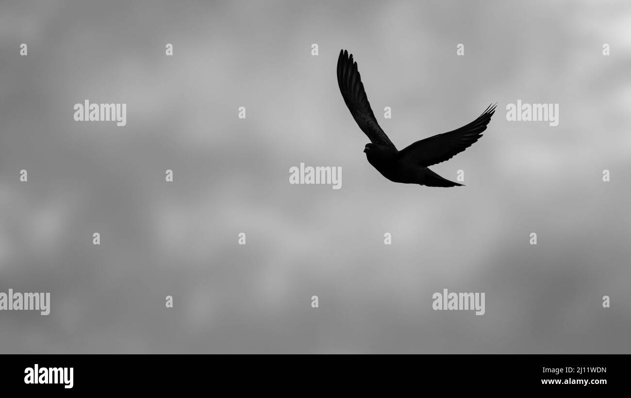 Una silueta de un pájaro volando con alas esparcidas en formato de imagen de alta resolución 16:9 en blanco y negro Foto de stock