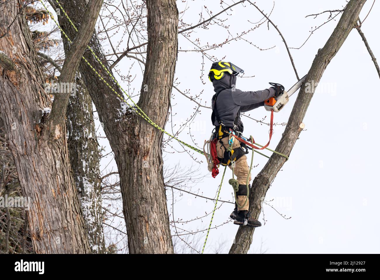 Un cirujano de árboles corta y recorta un árbol Foto de stock