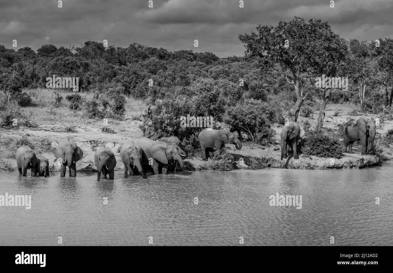 Familia de elefantes bebiendo en una presa en el sur de África - imagen en blanco y negro Foto de stock