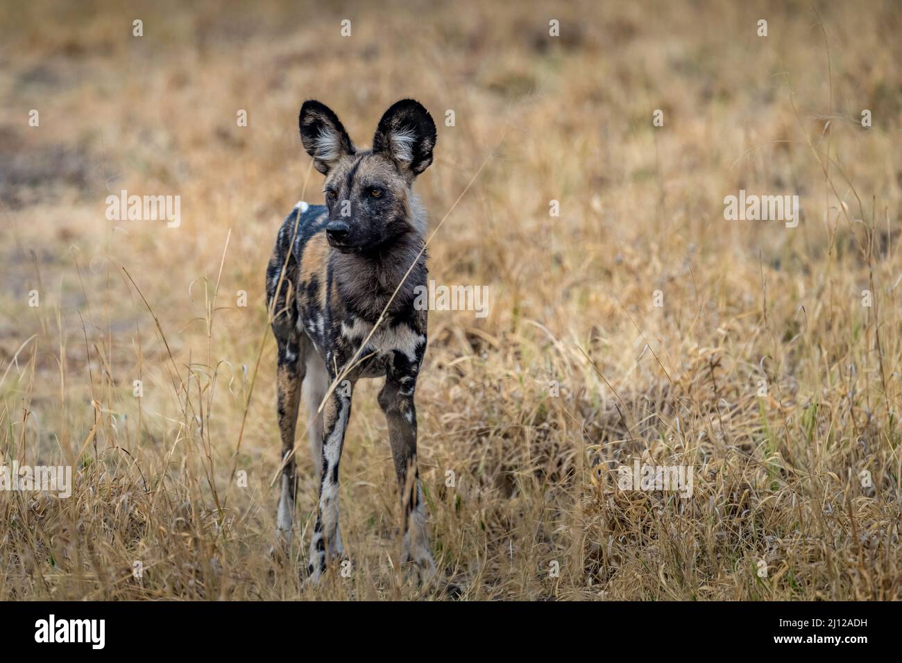 Perro salvaje de pie en Zimbabwe de hierba larga Foto de stock