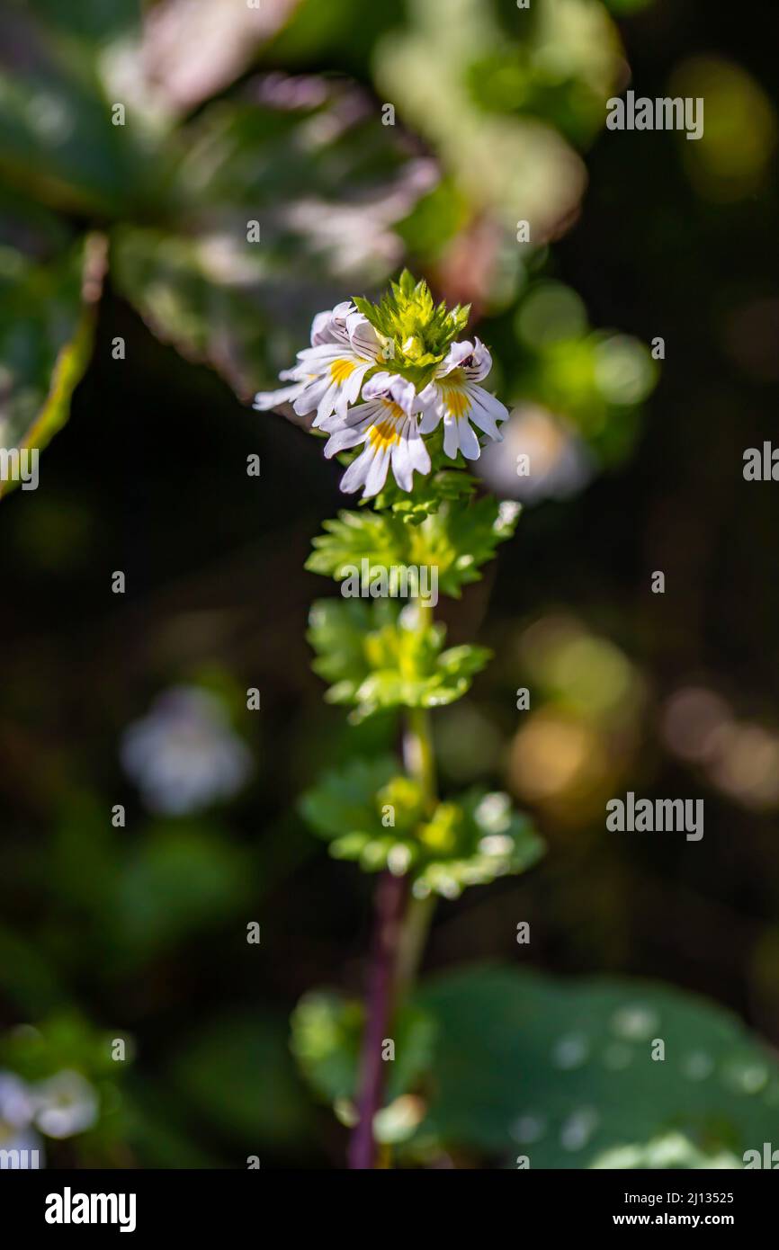 Euphrasia alpina flor en prado, cerca de disparar Foto de stock