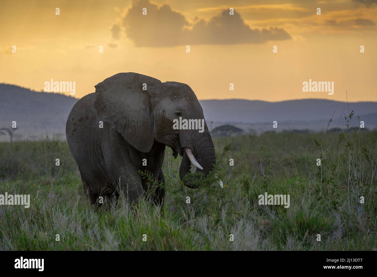Elefante africano (Loxodonta africana) comiendo hierba en la sabana con puesta de sol, Parque Nacional Serengeti, Tanzania. Foto de stock