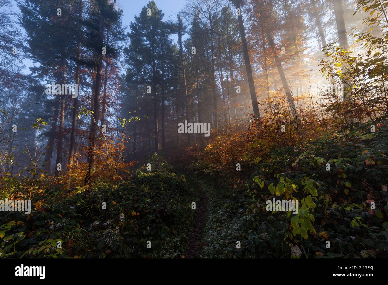 Hermosa mañana de otoño en el bosque Foto de stock