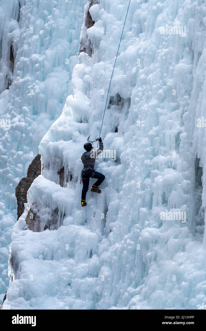 Una escaladora de hielo hembra asciende una pared de hielo de 160' de altura utilizando hachas de hielo y crampones en el Ouray Ice Park en Colorado. Foto de stock
