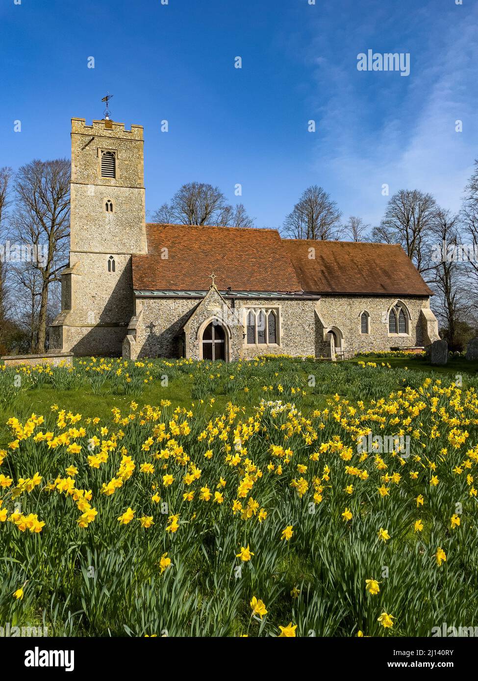 Campo de narcisos en flor en frente de All Saints Church Rickling, Essex Reino Unido contra un cielo azul claro, Essex, Reino Unido. Foto de stock