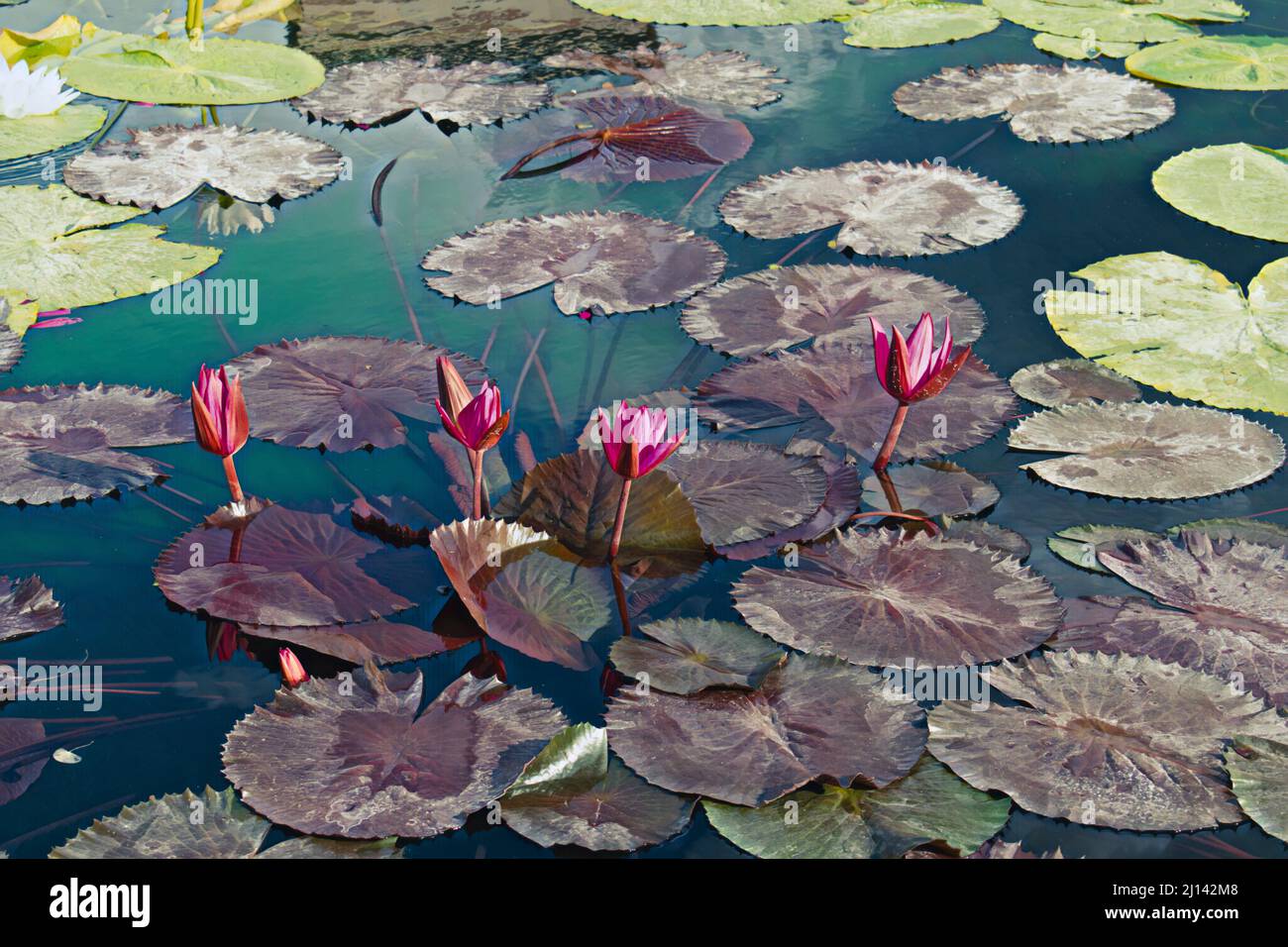 Gran estanque con diferentes tipos de lirios, y flores en flor Fotografía  de stock - Alamy