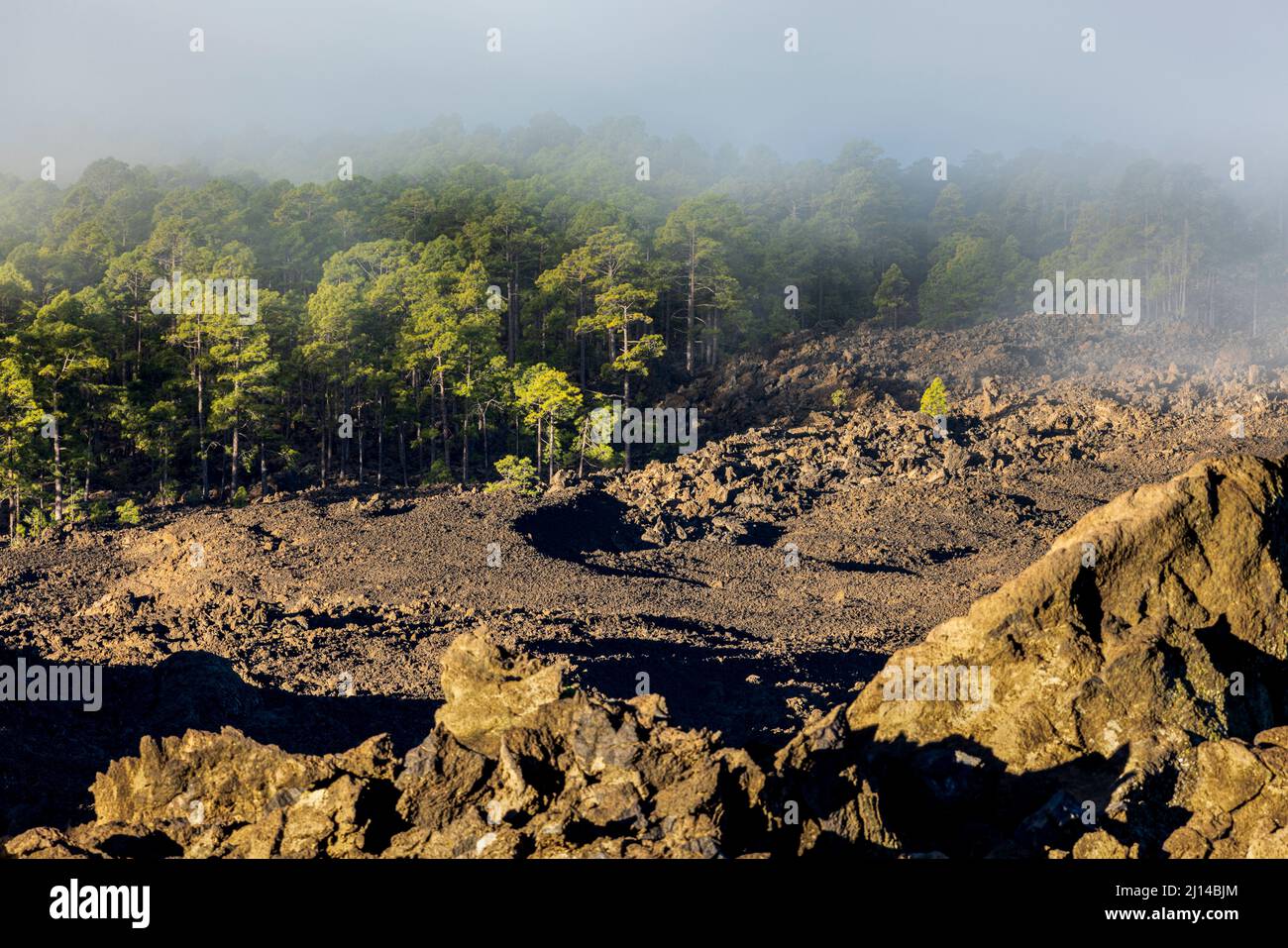 Pinos canarios, pinus canariensis Creciendo en los campos de lava solidificada en una mañana nublada y brumosa en el paisaje volcánico de las Canadas d Foto de stock