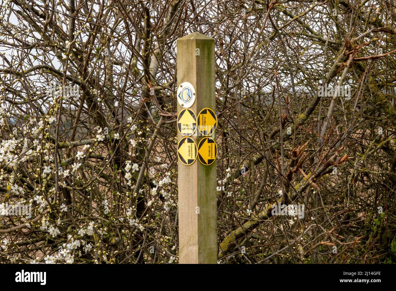 Un único poste de madera con seis redondos impresos, cuatro indicaciones de los senderos públicos, delante de un cerco recientemente recortado Foto de stock
