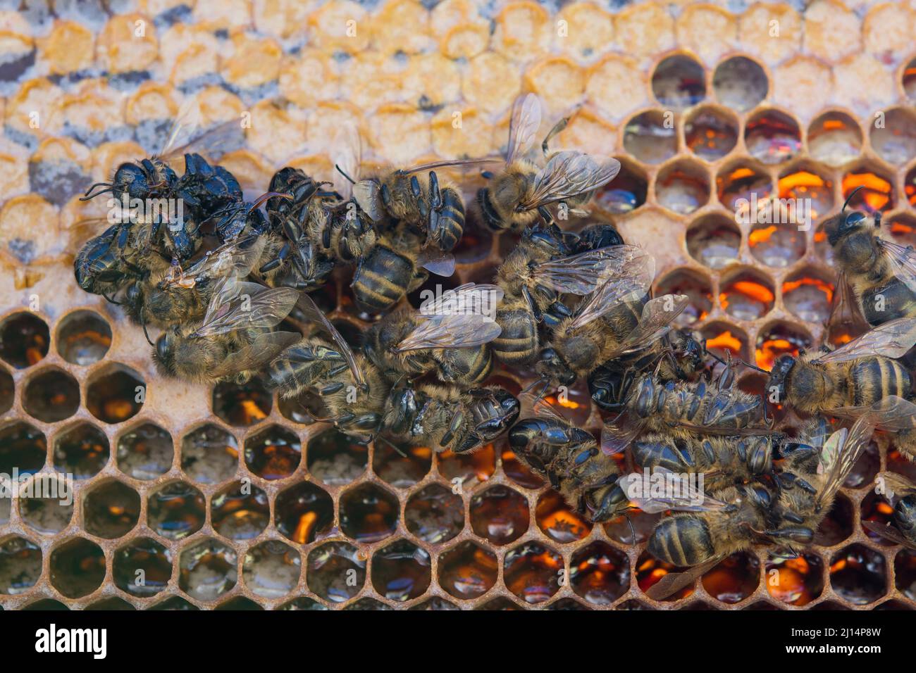 Las abejas muertas que muestra muchos detalles de cuerpo Foto de stock