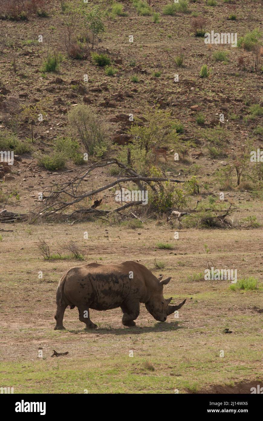 Un rinoceronte caminando por praderas en el parque nacional de Pilanesberg, Sudáfrica Foto de stock
