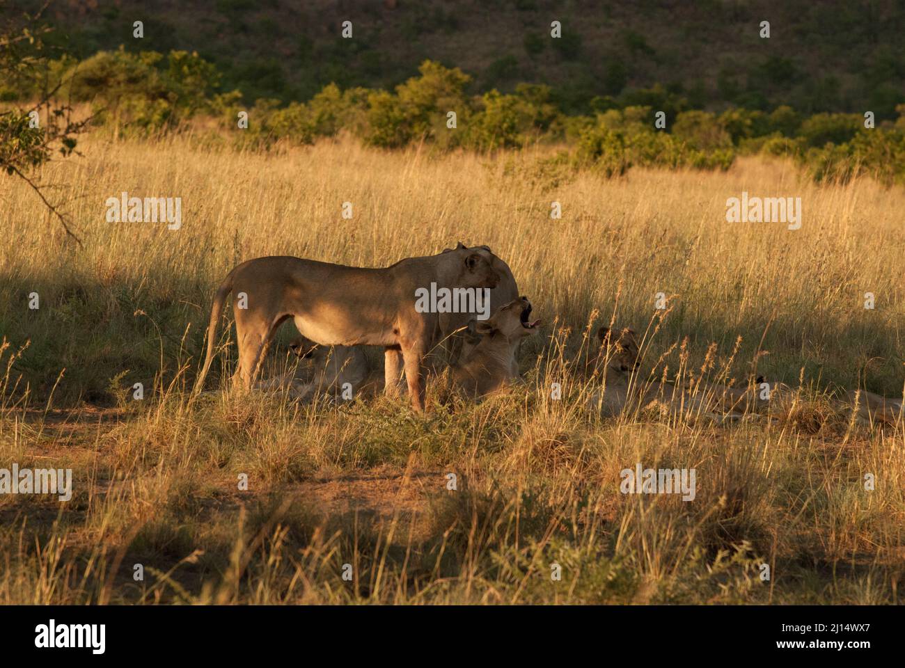 Lionesses en una pradera en el parque nacional de Pilanesberg en Sudáfrica Foto de stock