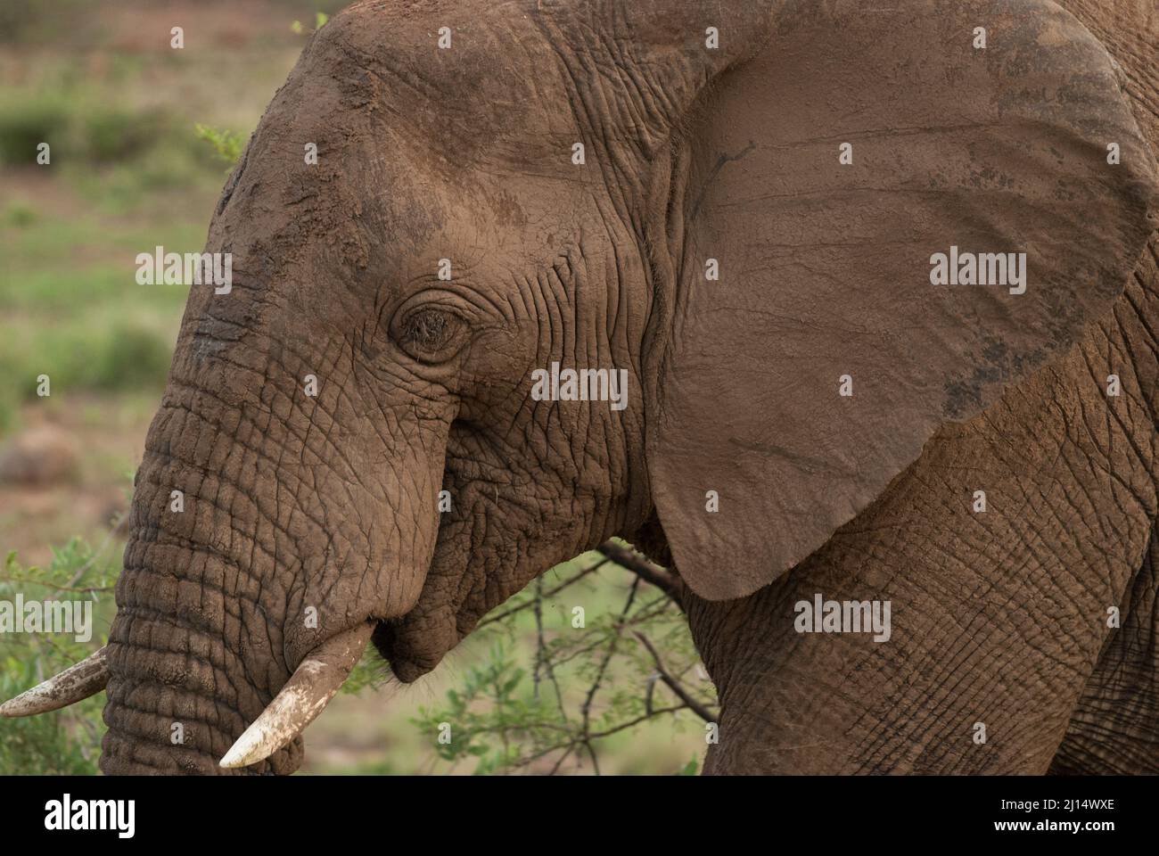 Un primer plano de una cabeza de elefante africano en el parque nacional de Pilanesberg en Sudáfrica Foto de stock