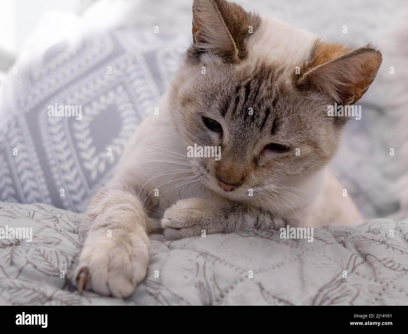 Un gatito siamés de punto lince se sienta sobre una manta pálida mirando  hacia abajo Fotografía de stock - Alamy